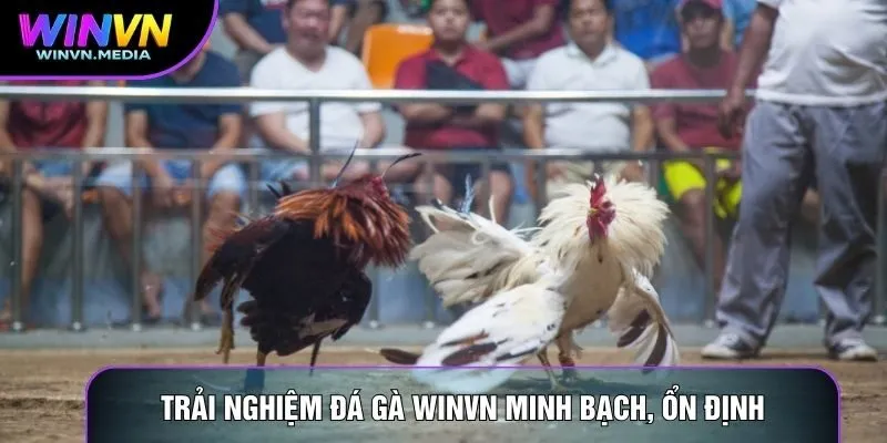 Trải nghiệm Đá gà winvn minh bạch, ổn định mỗi ngày